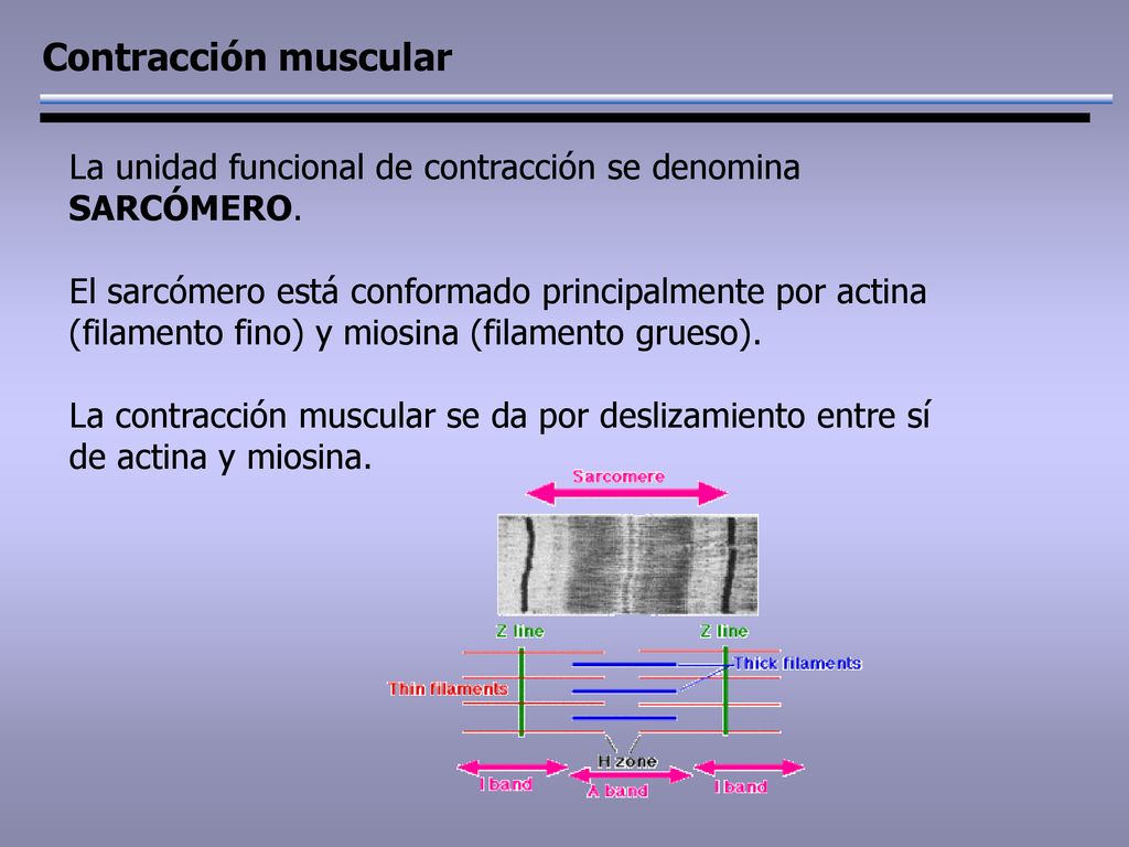 Contracción muscular La unidad funcional de contracción se denomina SARCÓMERO.
