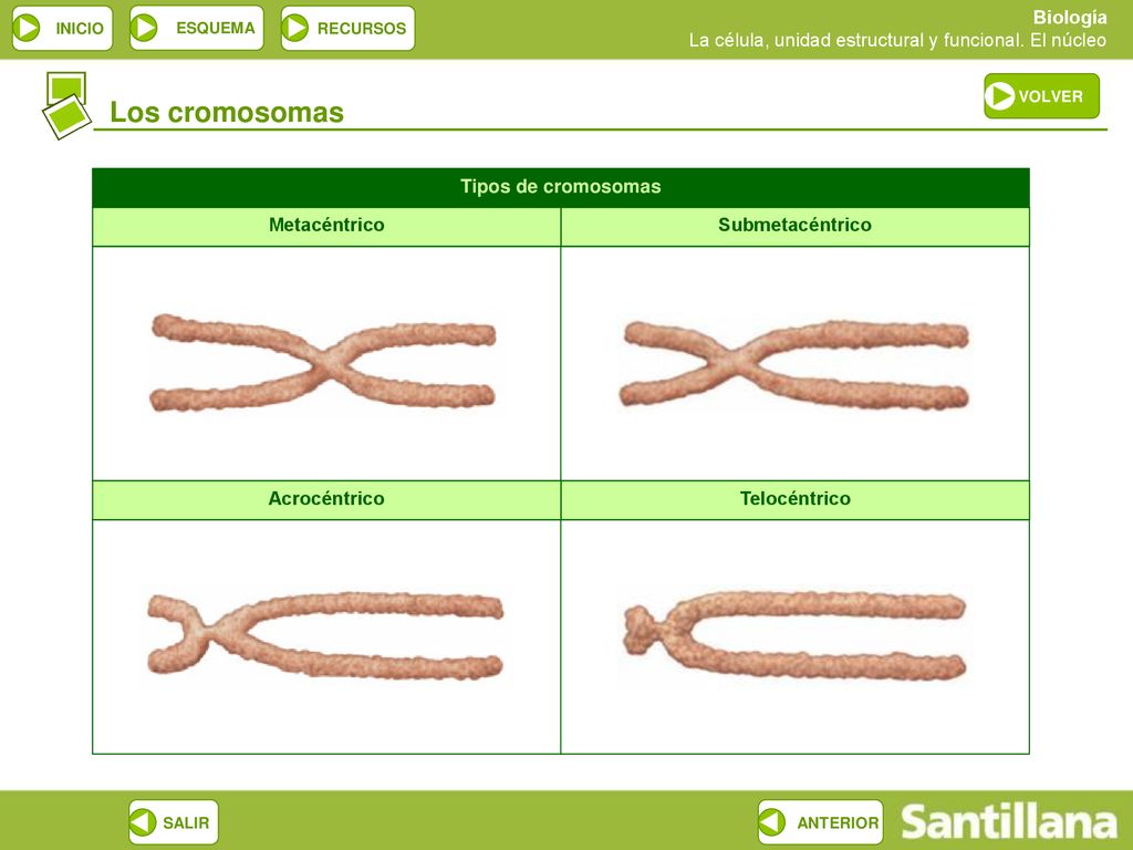 Los cromosomas Tipos de cromosomas Metacéntrico Submetacéntrico