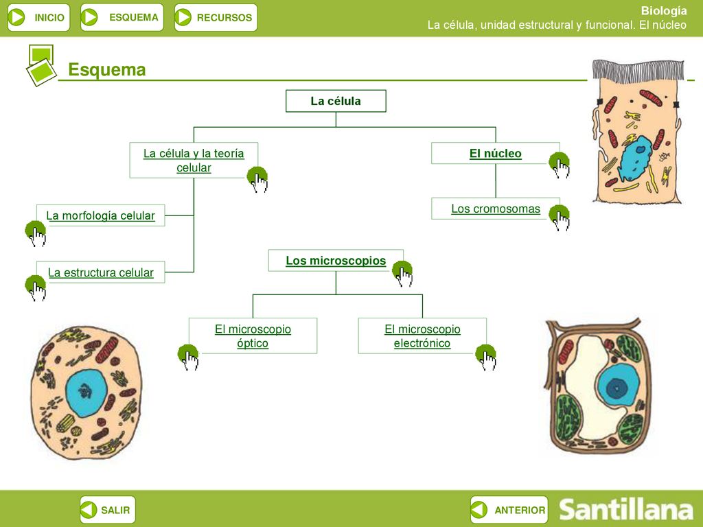 Esquema La célula La célula y la teoría celular El núcleo