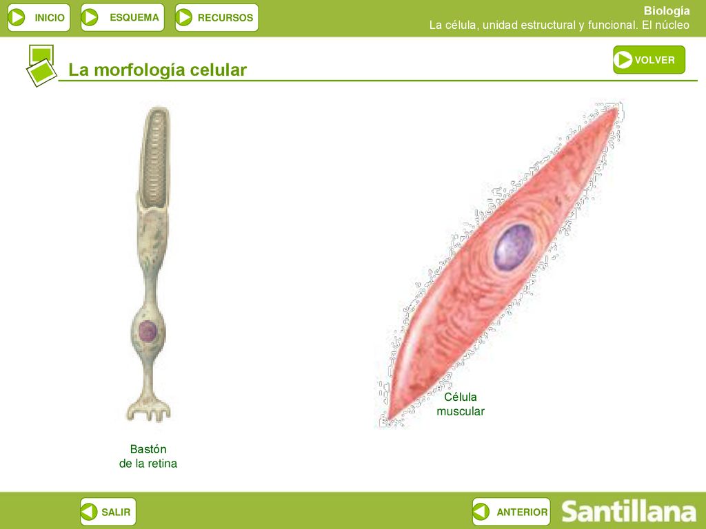 VOLVER La morfología celular Célula muscular Bastón de la retina