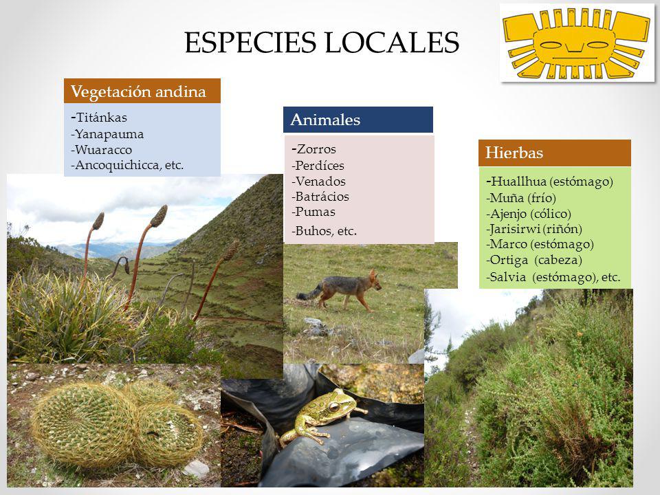 ESPECIES LOCALES Vegetación andina -Titánkas Animales lugareños