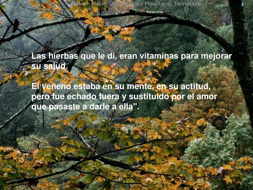 Las hierbas que le dí, eran vitaminas para mejorar