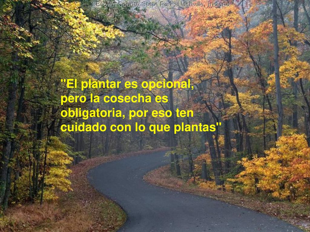 El plantar es opcional, pero la cosecha es obligatoria, por eso ten cuidado con lo que plantas