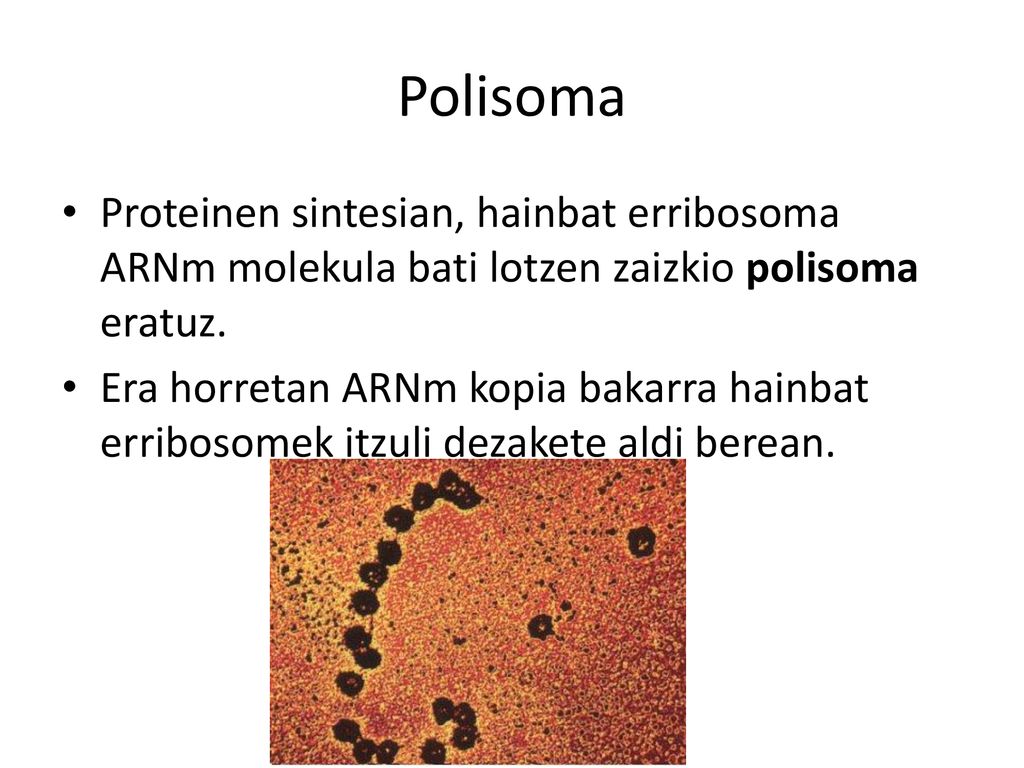 Polisoma Proteinen sintesian, hainbat erribosoma ARNm molekula bati lotzen zaizkio polisoma eratuz.