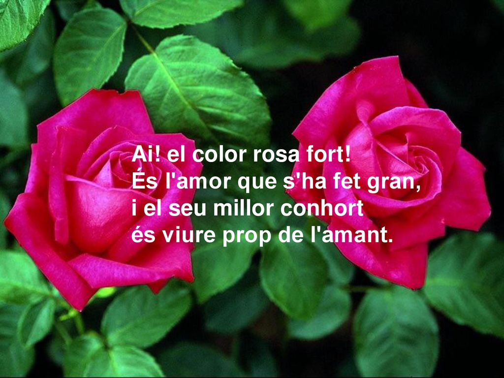 Ai. el color rosa fort. És l amor que s ha fet gran, i el seu millor conhort.