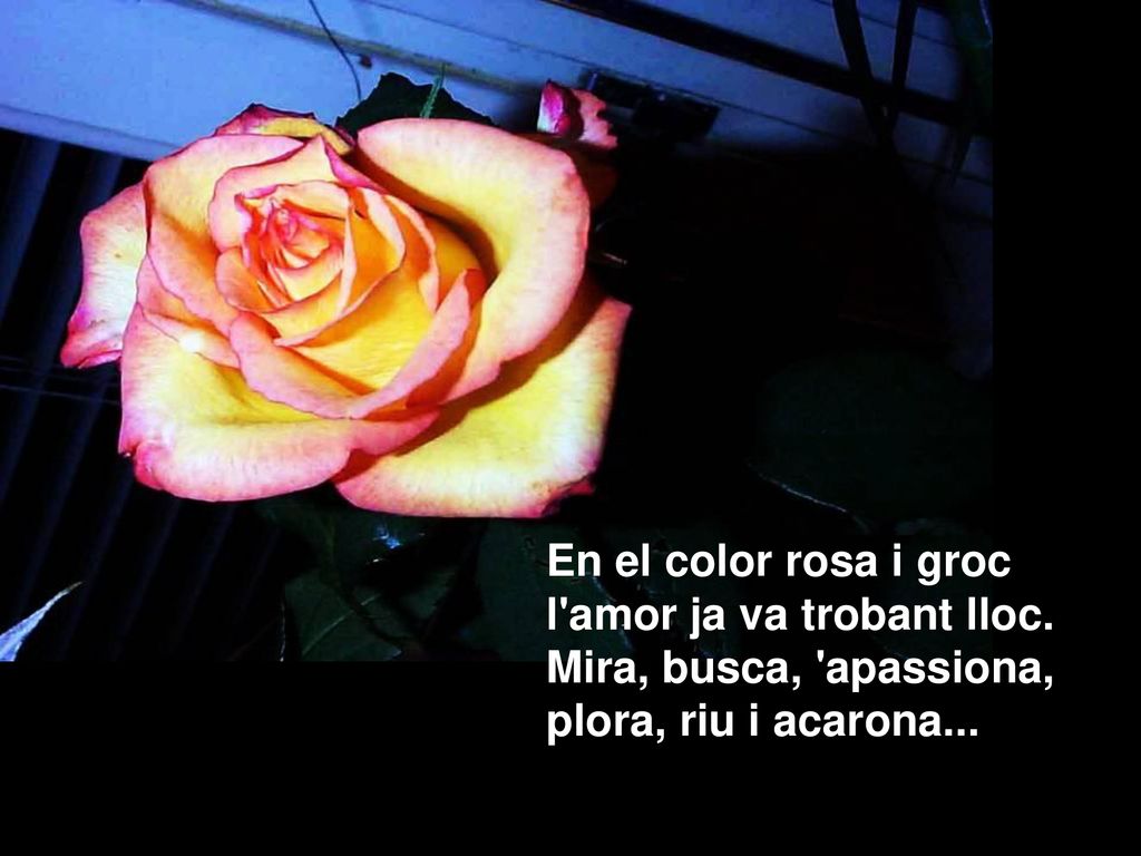 En el color rosa i groc l amor ja va trobant lloc. Mira, busca, apassiona, plora, riu i acarona...