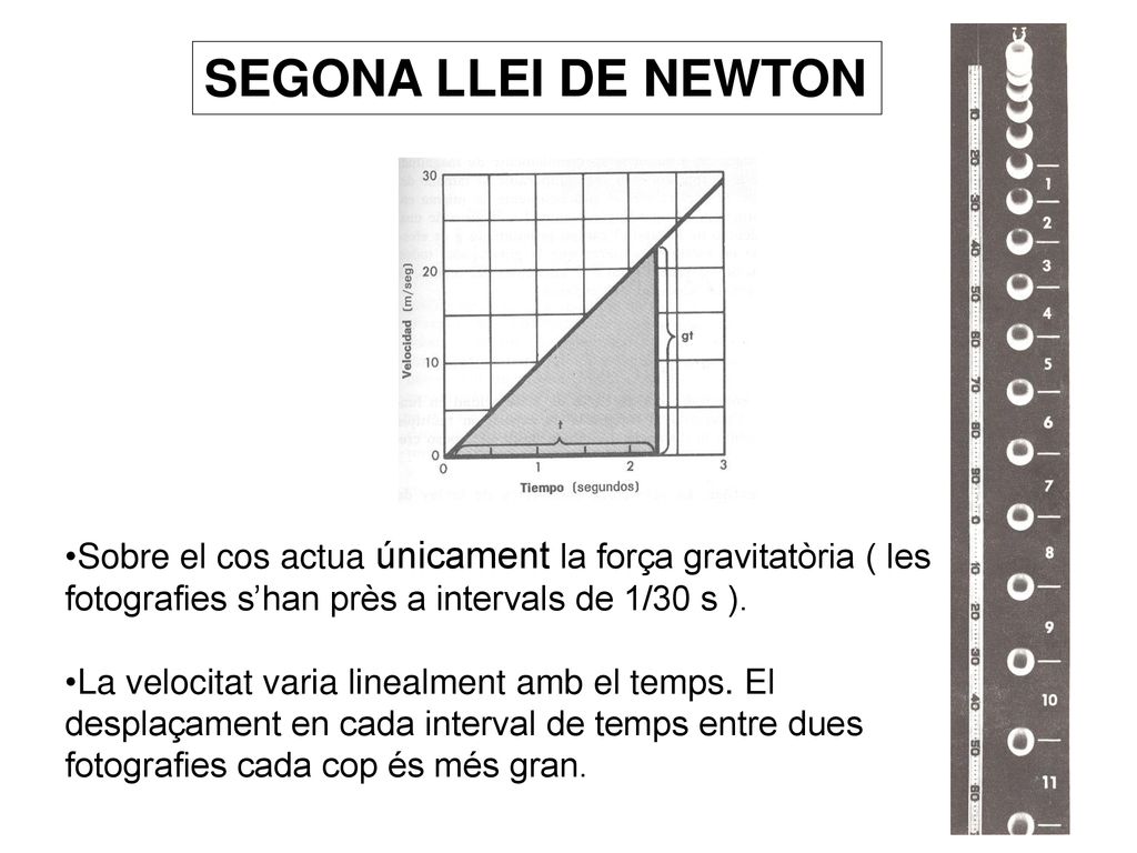 SEGONA LLEI DE NEWTON Sobre el cos actua únicament la força gravitatòria ( les fotografies s’han près a intervals de 1/30 s ).