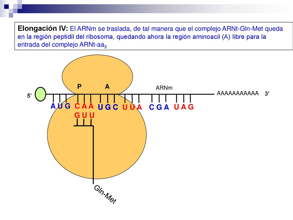 Elongación IV: El ARNm se traslada, de tal manera que el complejo ARNt-Gln-Met queda en la región peptidil del ribosoma, quedando ahora la región aminoacil (A) libre para la entrada del complejo ARNt-aa3