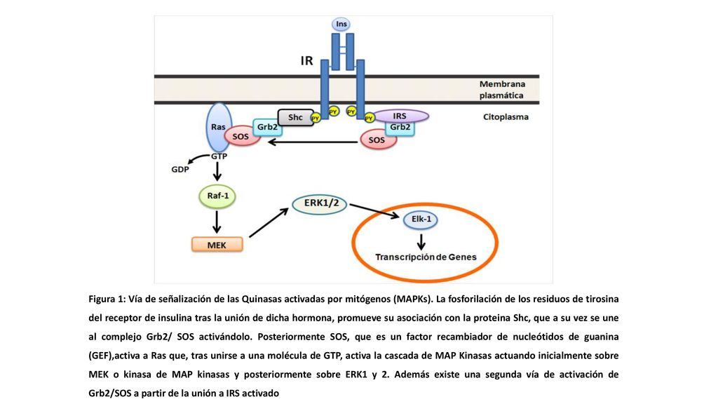 Figura 1: Vía de señalización de las Quinasas activadas por mitógenos (MAPKs).