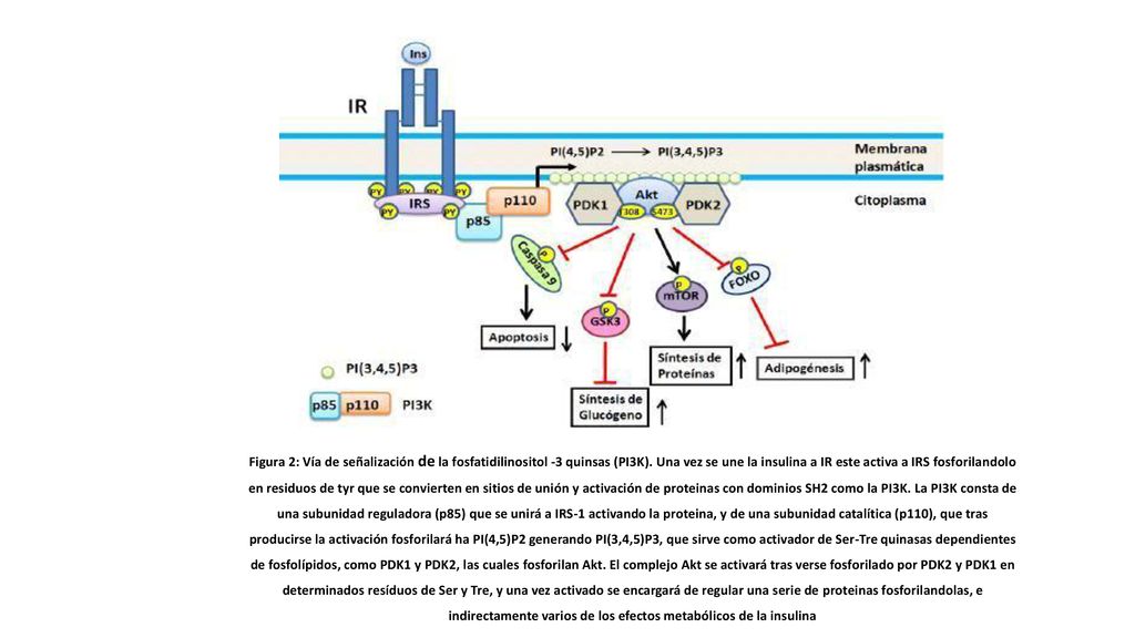 Figura 2: Vía de señalización de la fosfatidilinositol -3 quinsas (PI3K).