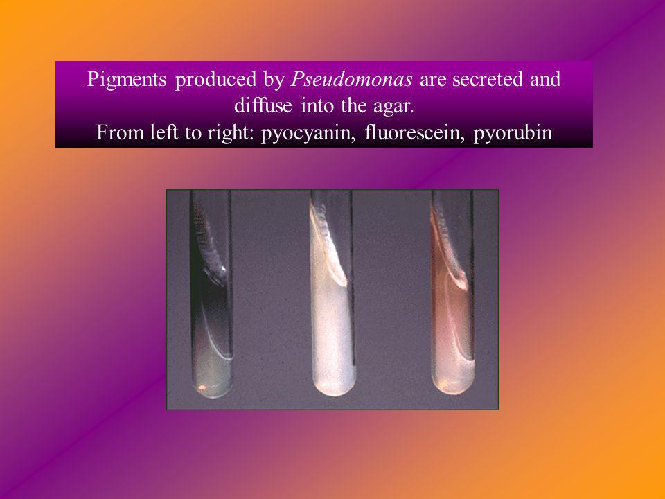 Pigments produced by Pseudomonas are secreted and diffuse into the agar.