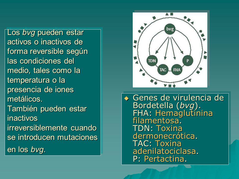 Los bvg pueden estar activos o inactivos de forma reversible según las condiciones del medio, tales como la temperatura o la presencia de iones metálicos. También pueden estar inactivos irreversiblemente cuando se introducen mutaciones en los bvg.