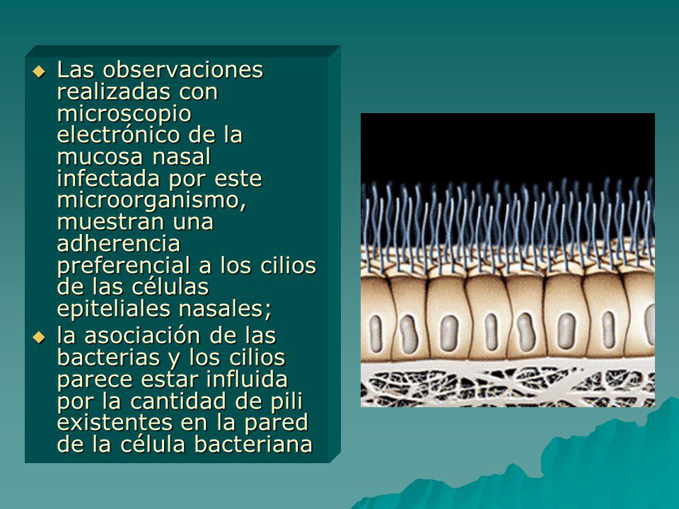 Las observaciones realizadas con microscopio electrónico de la mucosa nasal infectada por este microorganismo, muestran una adherencia preferencial a los cilios de las células epiteliales nasales;
