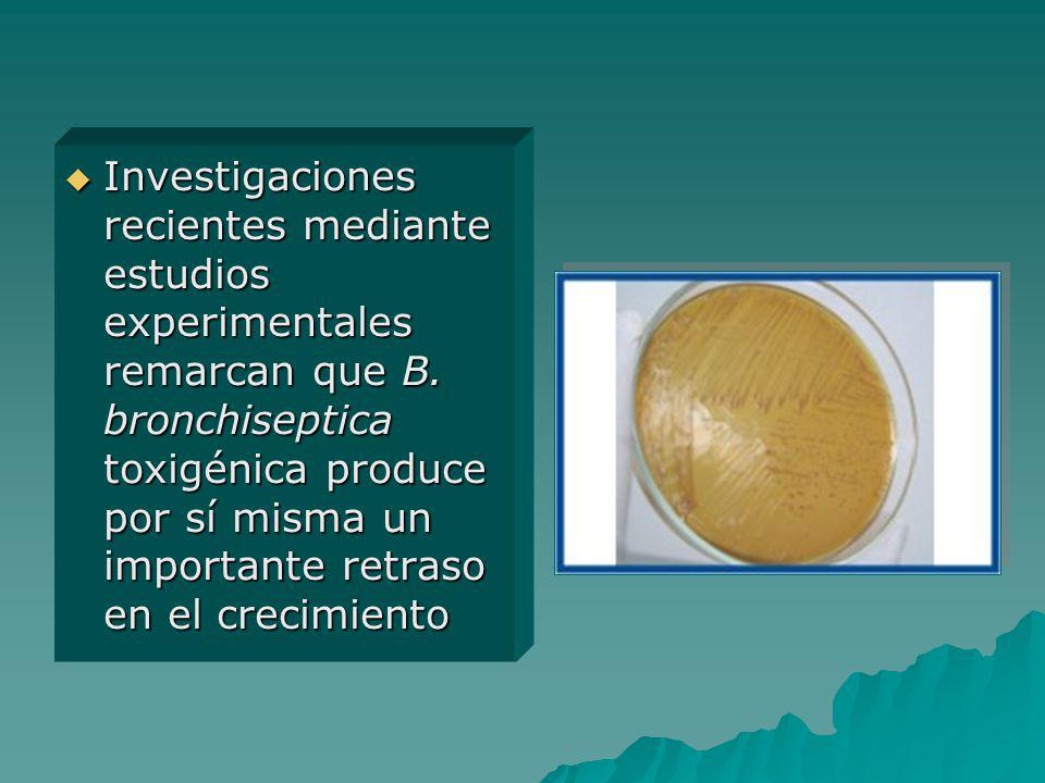 Investigaciones recientes mediante estudios experimentales remarcan que B.