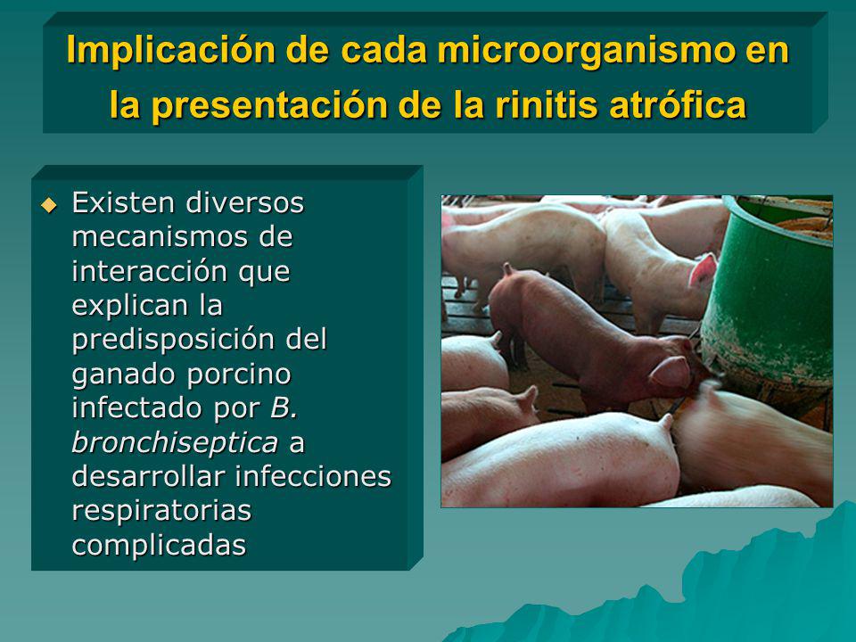 Implicación de cada microorganismo en la presentación de la rinitis atrófica