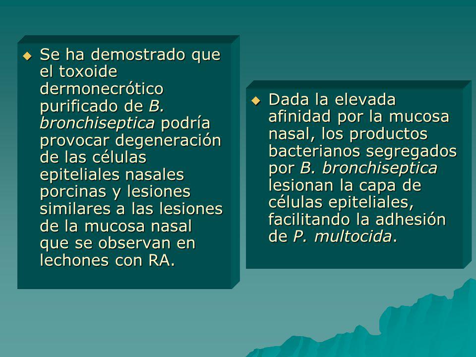 Se ha demostrado que el toxoide dermonecrótico purificado de B