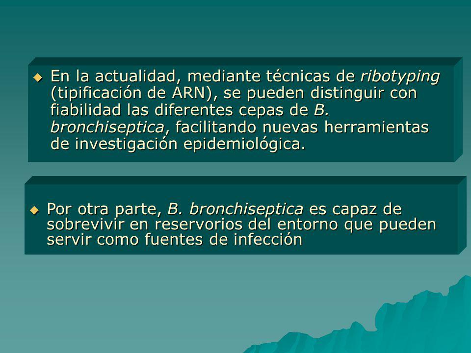 En la actualidad, mediante técnicas de ribotyping (tipificación de ARN), se pueden distinguir con fiabilidad las diferentes cepas de B. bronchiseptica, facilitando nuevas herramientas de investigación epidemiológica.