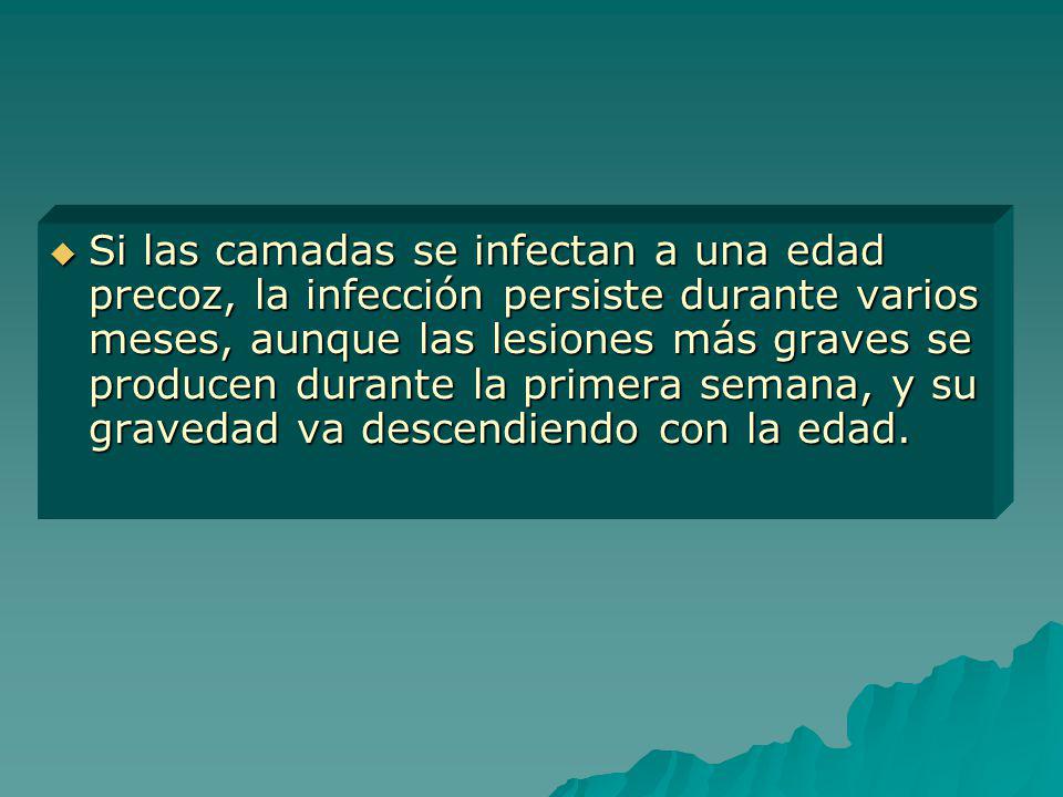 Si las camadas se infectan a una edad precoz, la infección persiste durante varios meses, aunque las lesiones más graves se producen durante la primera semana, y su gravedad va descendiendo con la edad.