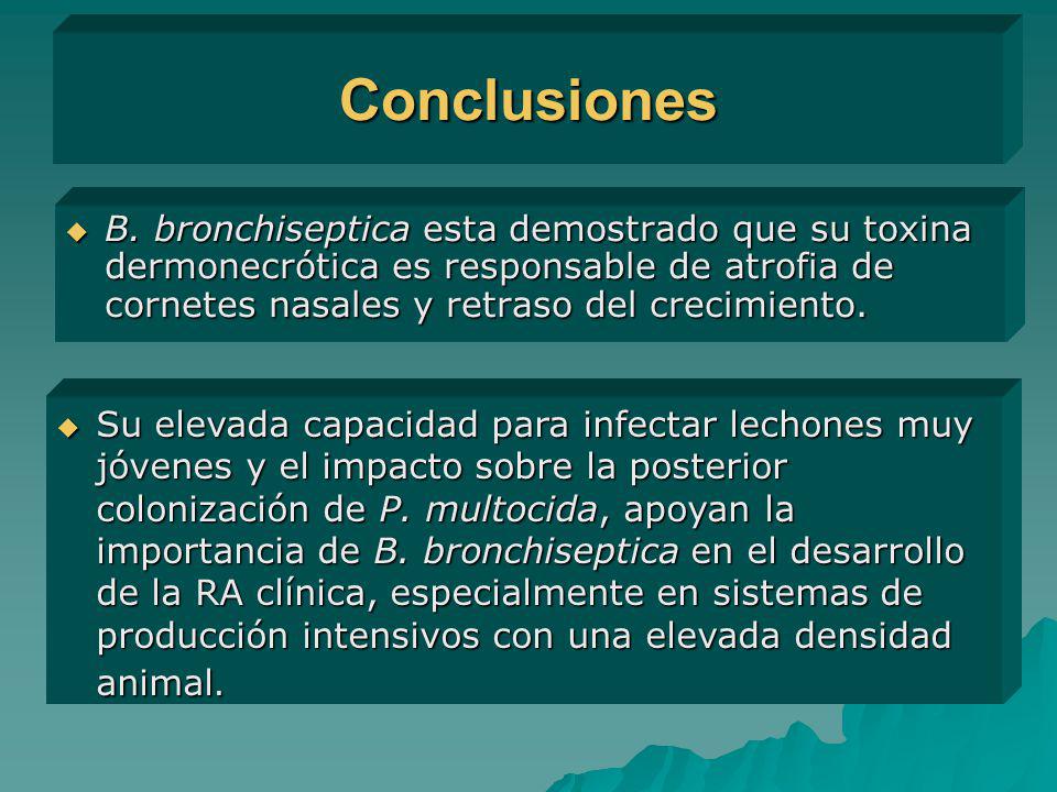 Conclusiones B. bronchiseptica esta demostrado que su toxina dermonecrótica es responsable de atrofia de cornetes nasales y retraso del crecimiento.