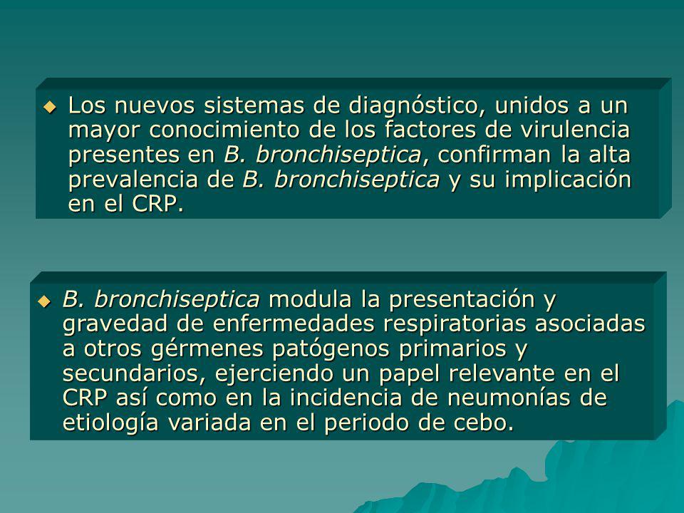Los nuevos sistemas de diagnóstico, unidos a un mayor conocimiento de los factores de virulencia presentes en B. bronchiseptica, confirman la alta prevalencia de B. bronchiseptica y su implicación en el CRP.