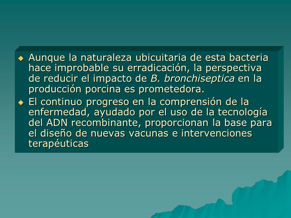 Aunque la naturaleza ubicuitaria de esta bacteria hace improbable su erradicación, la perspectiva de reducir el impacto de B. bronchiseptica en la producción porcina es prometedora.