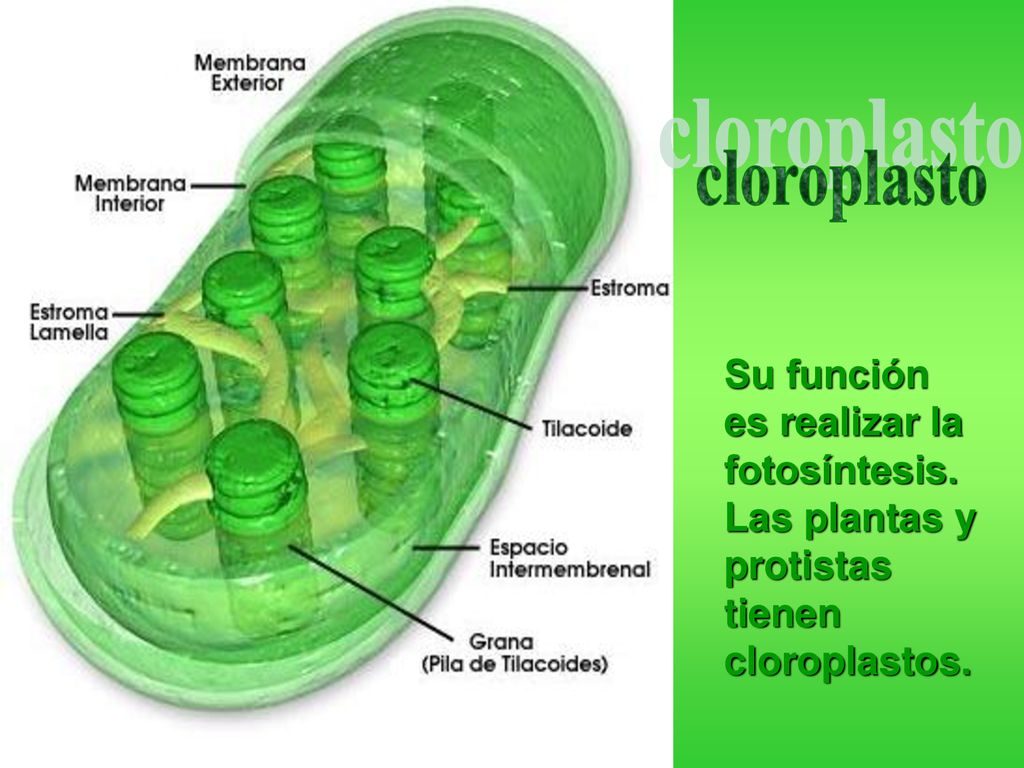cloroplasto Su función es realizar la fotosíntesis. Las plantas y protistas tienen cloroplastos.