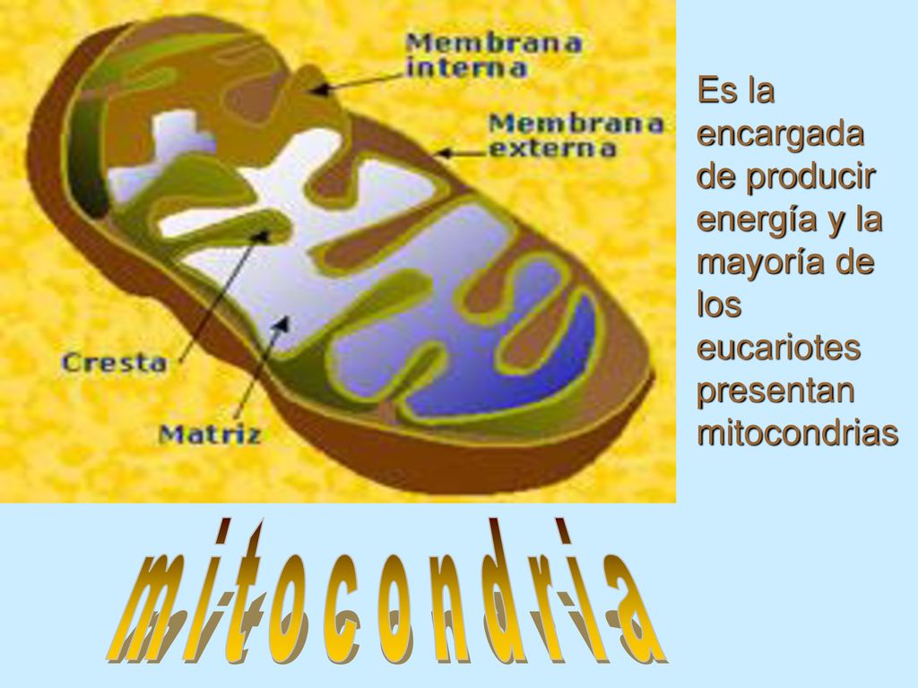 Es la encargada de producir energía y la mayoría de los eucariotes presentan mitocondrias