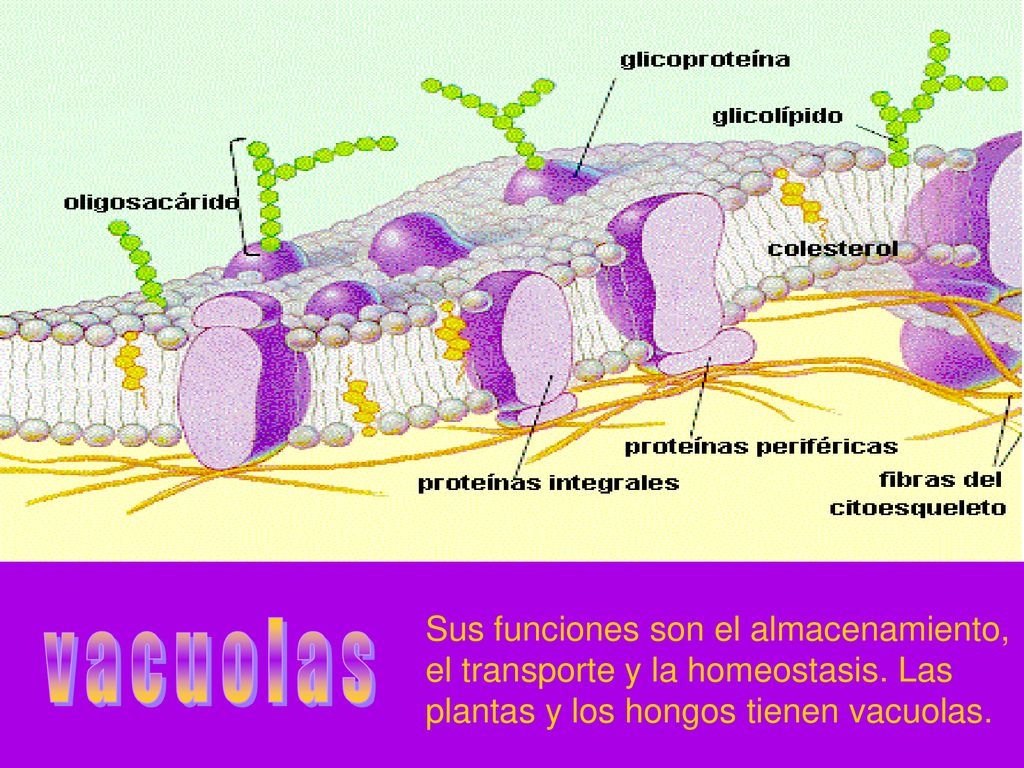 Sus funciones son el almacenamiento, el transporte y la homeostasis