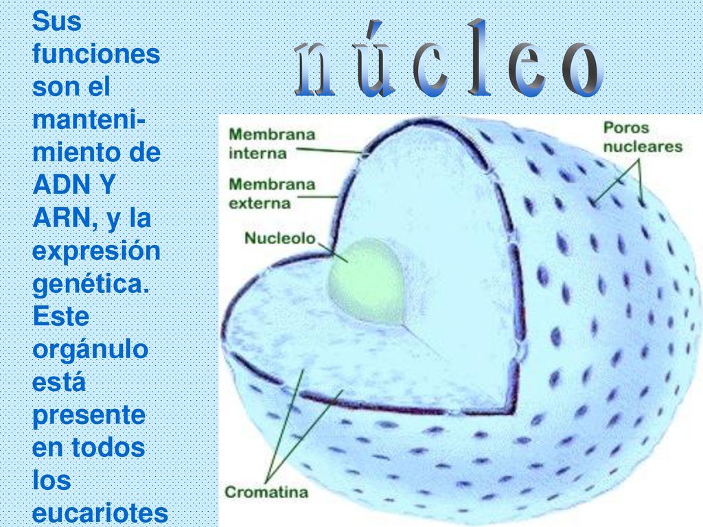 Sus funciones son el manteni-miento de ADN Y ARN, y la expresión genética. Este orgánulo está presente en todos los eucariotes