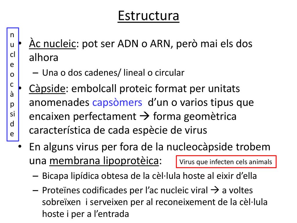 Estructura Àc nucleic: pot ser ADN o ARN, però mai els dos alhora