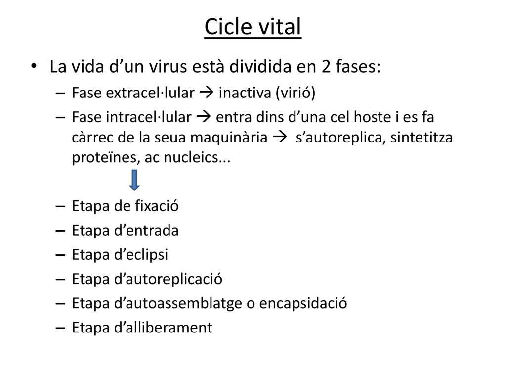 Cicle vital La vida d’un virus està dividida en 2 fases: