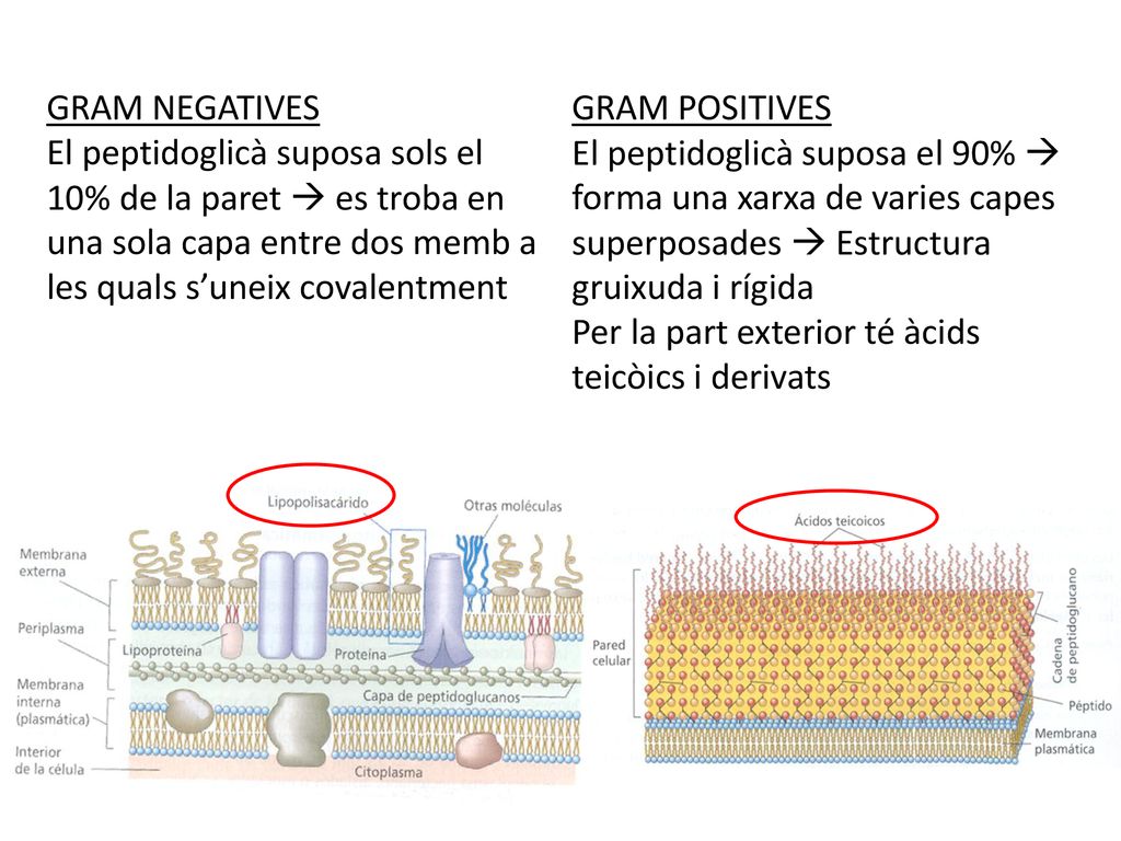 GRAM NEGATIVES El peptidoglicà suposa sols el 10% de la paret  es troba en una sola capa entre dos memb a les quals s’uneix covalentment.