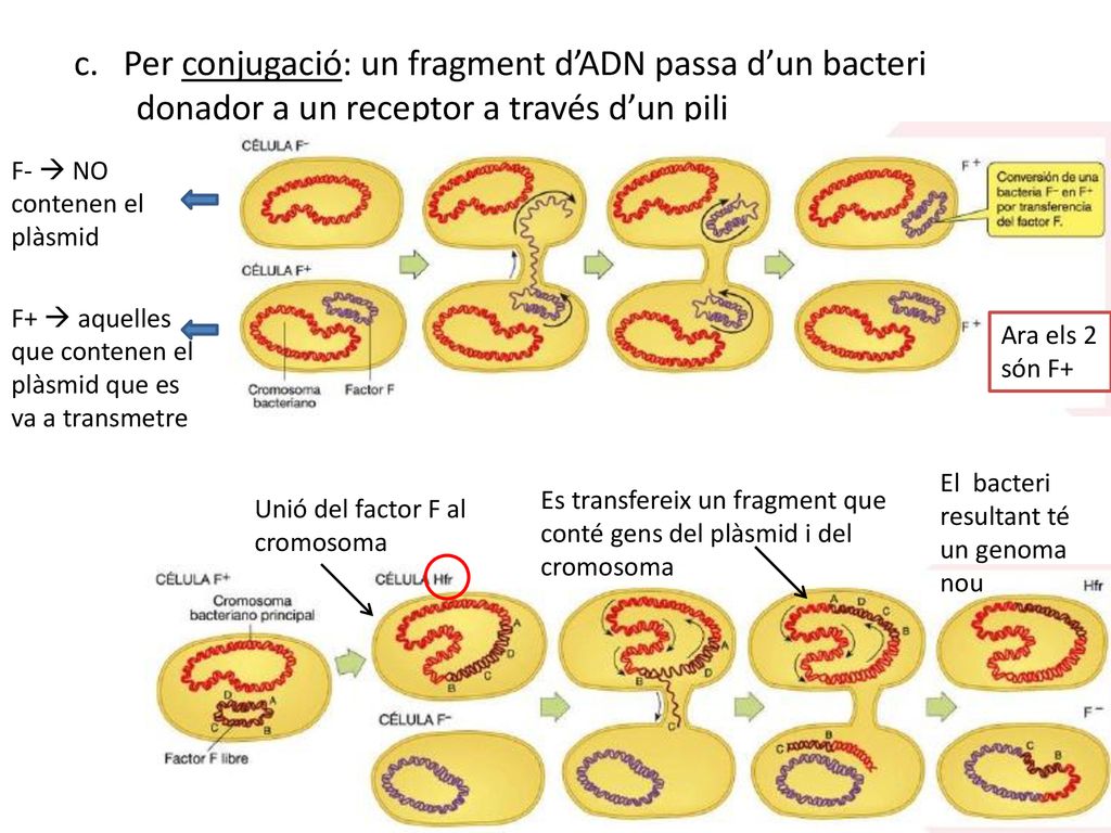 c. Per conjugació: un fragment d’ADN passa d’un bacteri donador a un receptor a través d’un pili