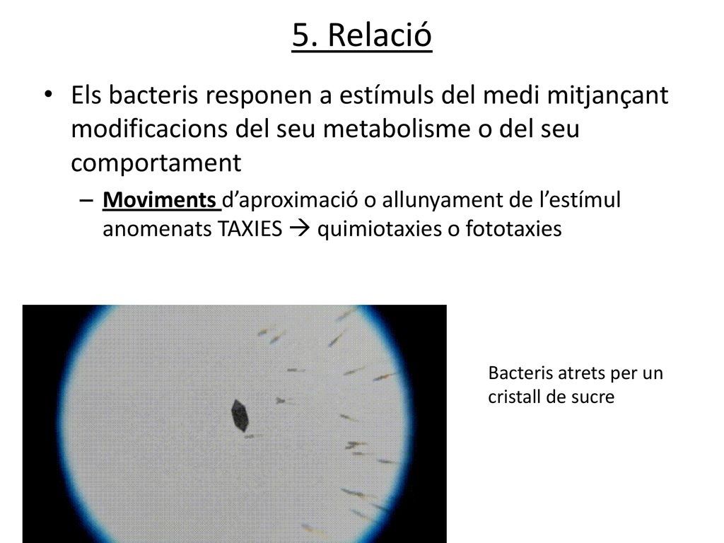 5. Relació Els bacteris responen a estímuls del medi mitjançant modificacions del seu metabolisme o del seu comportament.