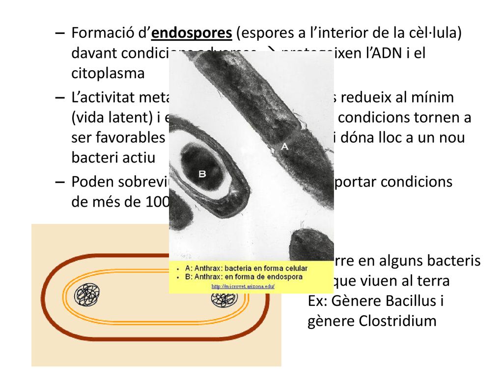 Formació d’endospores (espores a l’interior de la cèl·lula) davant condicions adverses  protegeixen l’ADN i el citoplasma
