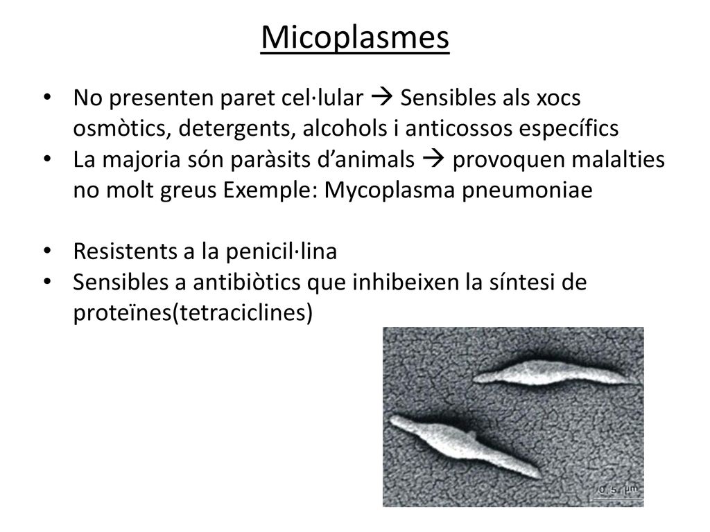 Micoplasmes No presenten paret cel·lular  Sensibles als xocs osmòtics, detergents, alcohols i anticossos específics.