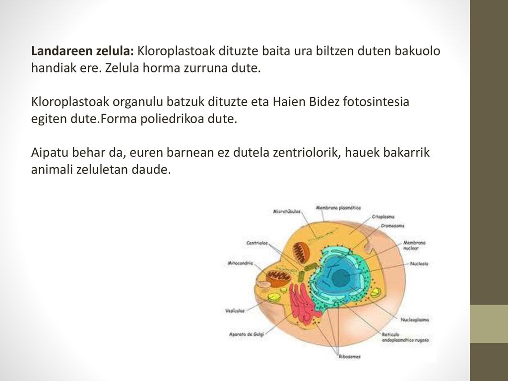 Landareen zelula: Kloroplastoak dituzte baita ura biltzen duten bakuolo handiak ere. Zelula horma zurruna dute.