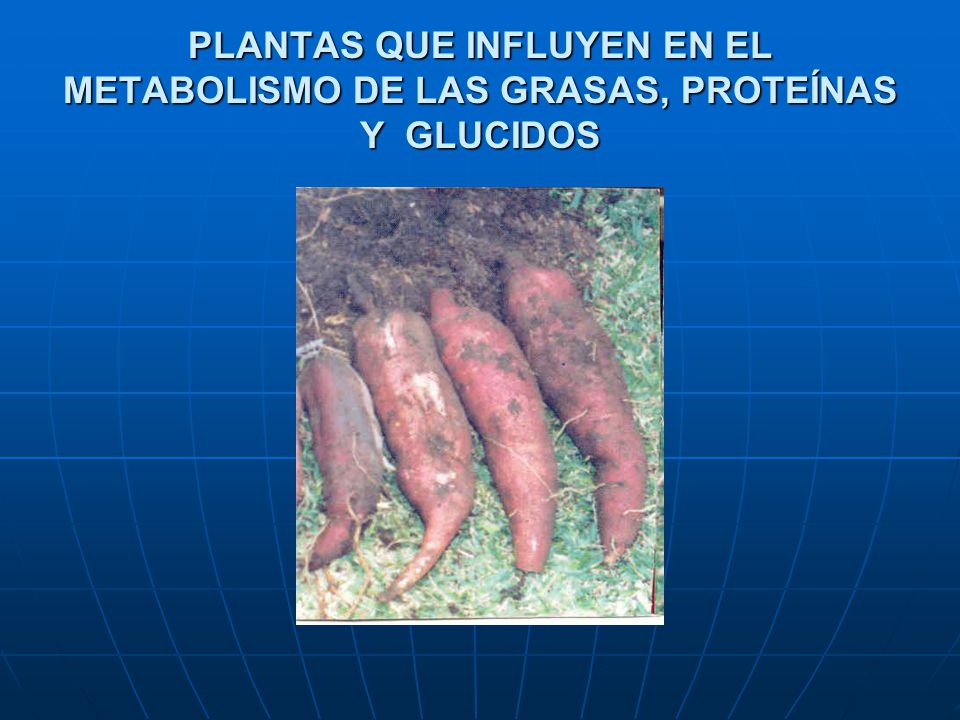 PLANTAS QUE INFLUYEN EN EL METABOLISMO DE LAS GRASAS, PROTEÍNAS Y GLUCIDOS