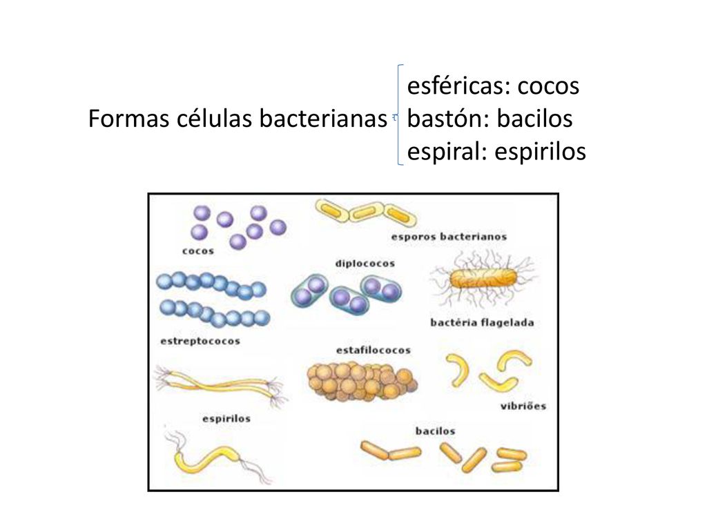 esféricas: cocos Formas células bacterianas bastón: bacilos espiral: espirilos