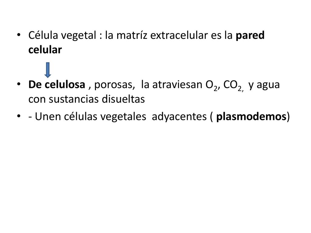 Célula vegetal : la matríz extracelular es la pared celular