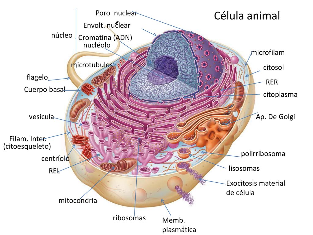 CÉLULA ANIMAL Célula animal Poro nuclear Envolt. nuclear núcleo
