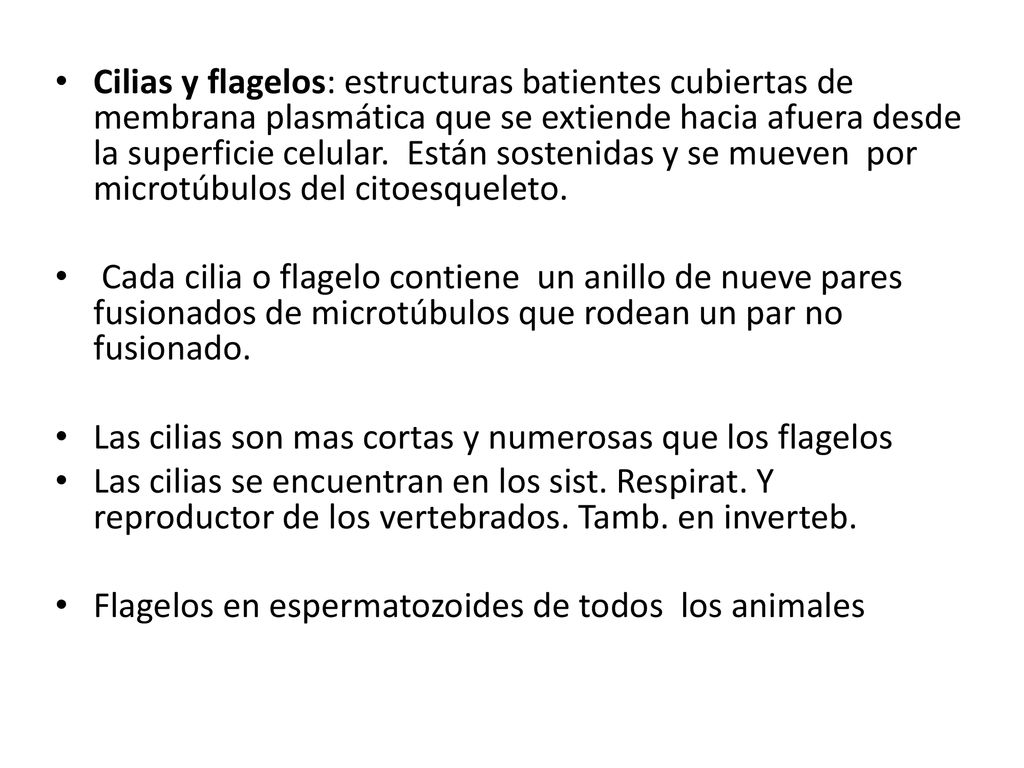 Cilias y flagelos: estructuras batientes cubiertas de membrana plasmática que se extiende hacia afuera desde la superficie celular. Están sostenidas y se mueven por microtúbulos del citoesqueleto.