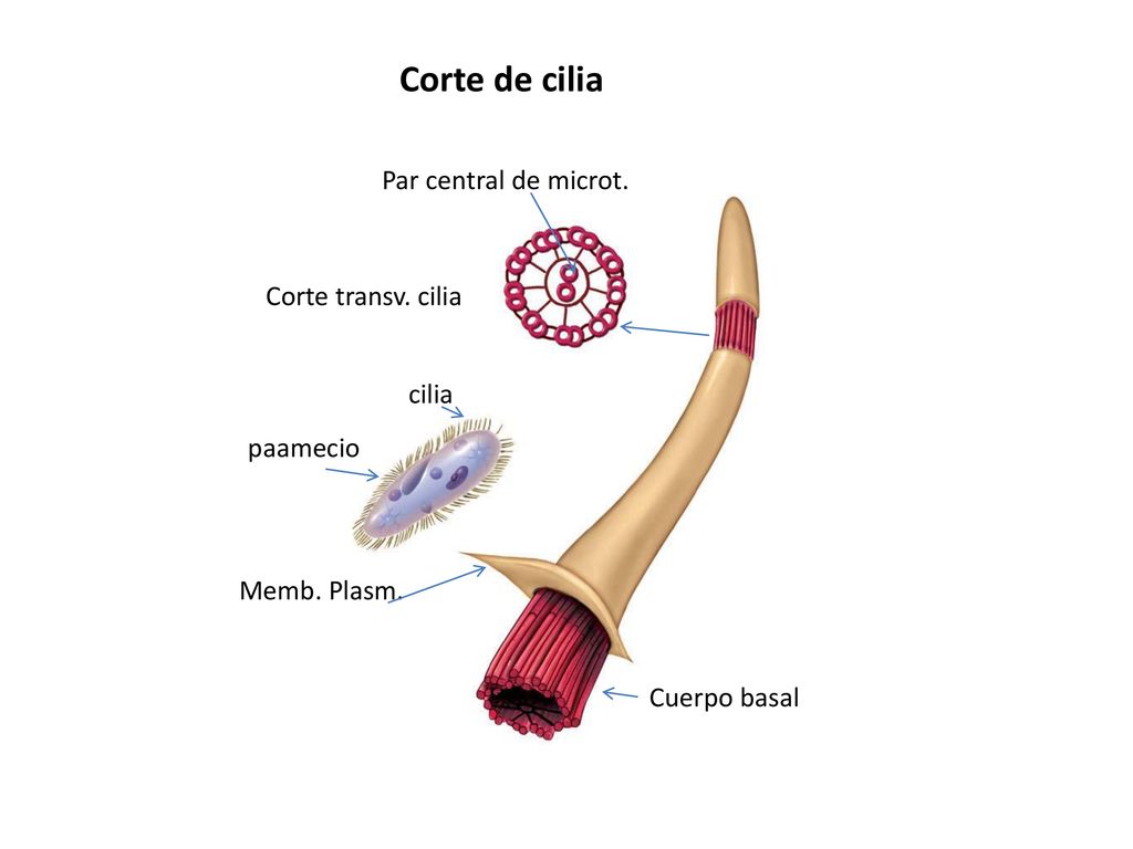 Corte de cilia Par central de microt. Corte transv. cilia cilia