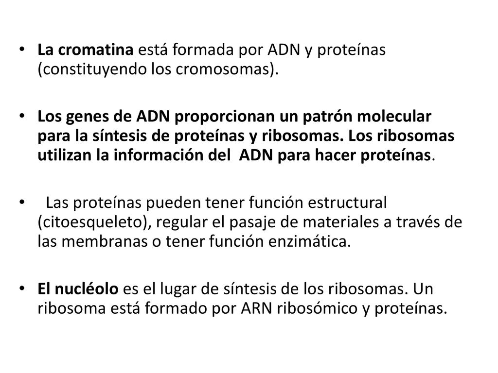 La cromatina está formada por ADN y proteínas (constituyendo los cromosomas).