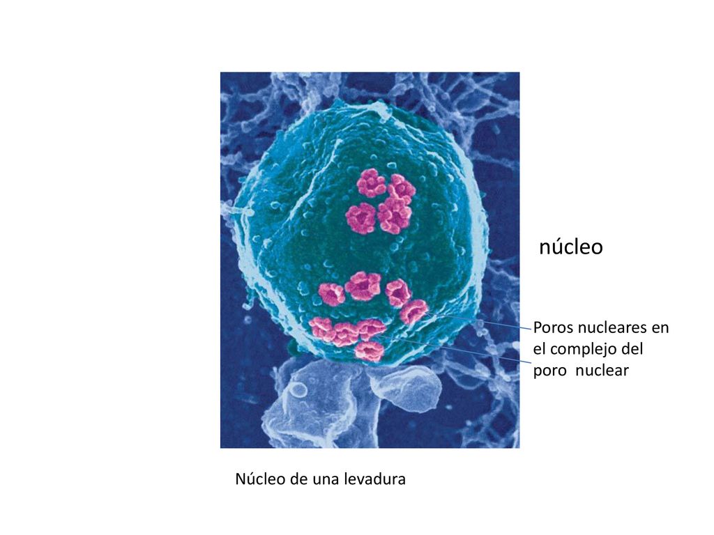 núcleo Poros nucleares en el complejo del poro nuclear