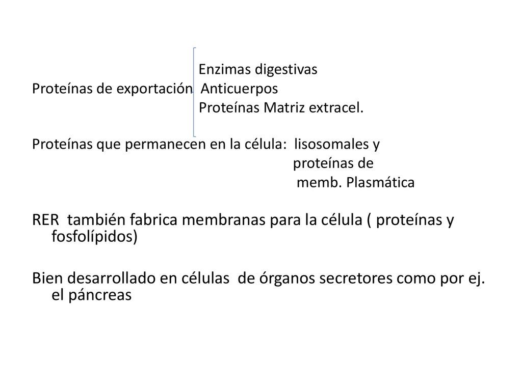 Enzimas digestivas Proteínas de exportación Anticuerpos. Proteínas Matriz extracel. Proteínas que permanecen en la célula: lisosomales y.