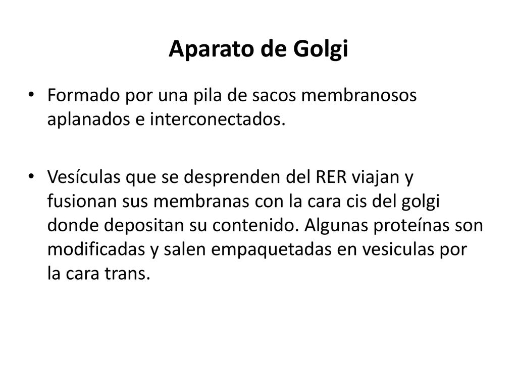 Aparato de Golgi Formado por una pila de sacos membranosos aplanados e interconectados.