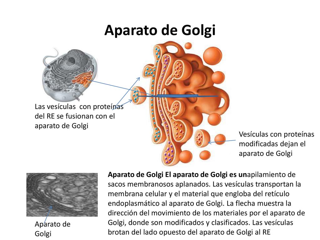 Aparato de Golgi Las vesículas con proteínas del RE se fusionan con el aparato de Golgi.