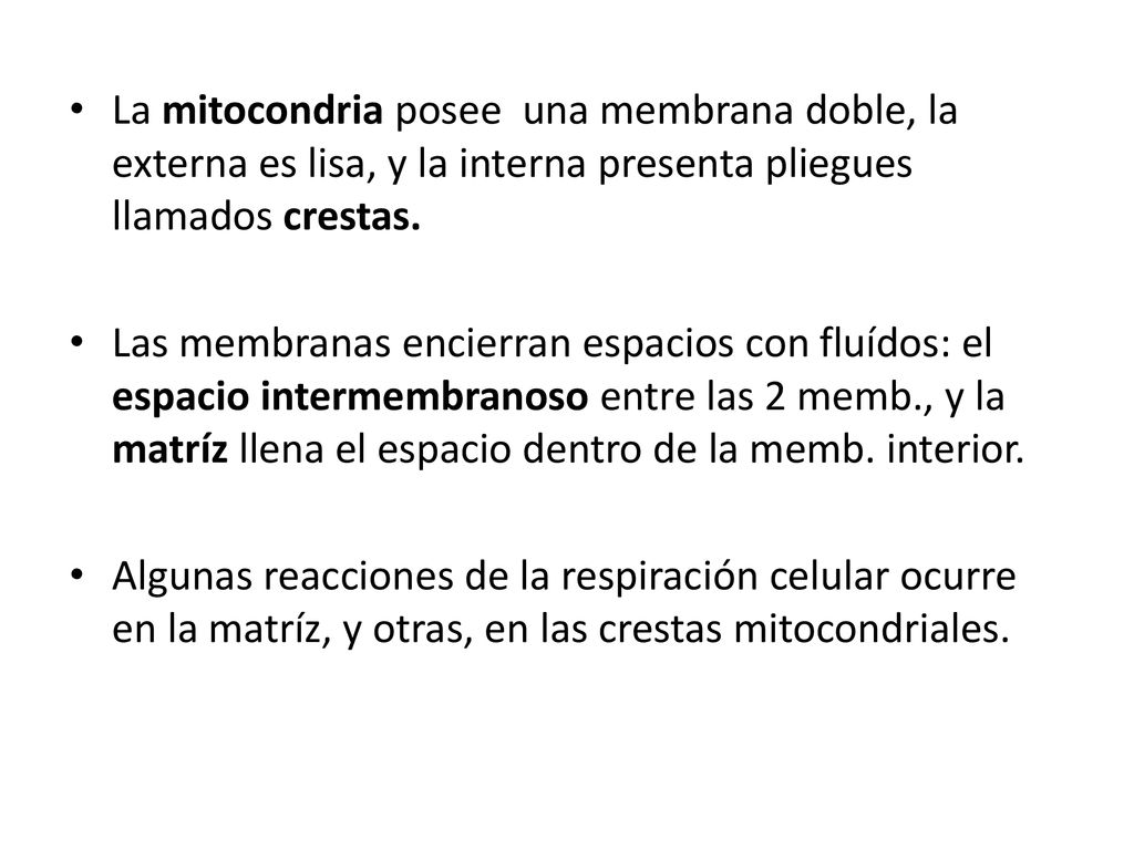La mitocondria posee una membrana doble, la externa es lisa, y la interna presenta pliegues llamados crestas.