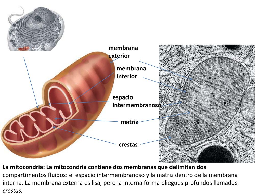 membrana exterior. membrana. interior. espacio. intermembranoso. matriz. crestas.